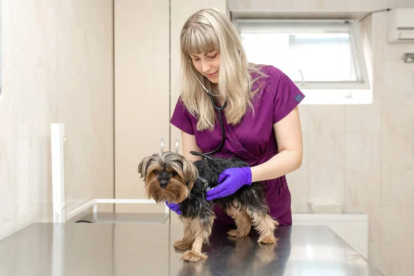 Fiatal Lány Állatorvos Klinikán Megvizsgálja Sztetoszkóppal Egy Kutyafajta Yorkshire Terrier — Stock Fotó
