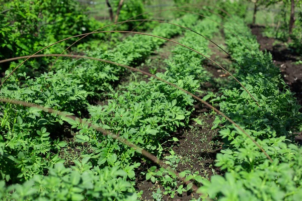 Tuin Met Aardappelen Geplant Rijen Landbouwconcept — Stockfoto