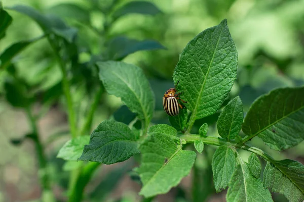 Colorado Kevers Eten Aardappeloogst Tuin — Stockfoto