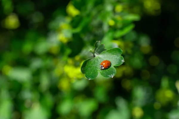 Joaninha Sentada Uma Folha Verde Jardim — Fotografia de Stock