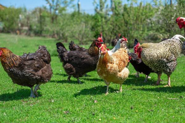 rooster and chickens graze on green grass. Livestock in the village.