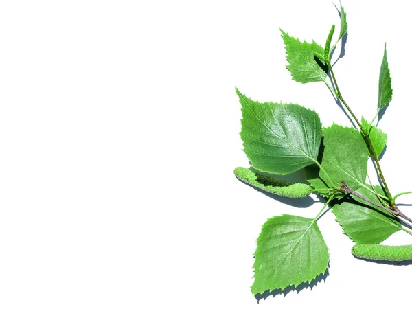 Liten Grön Gurka Gren Med Blad Isolerad Vitt — Stockfoto