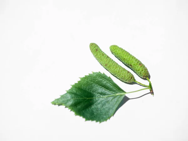 Little Green Cucumber Branch Leaf Isolated White — Stock Photo, Image