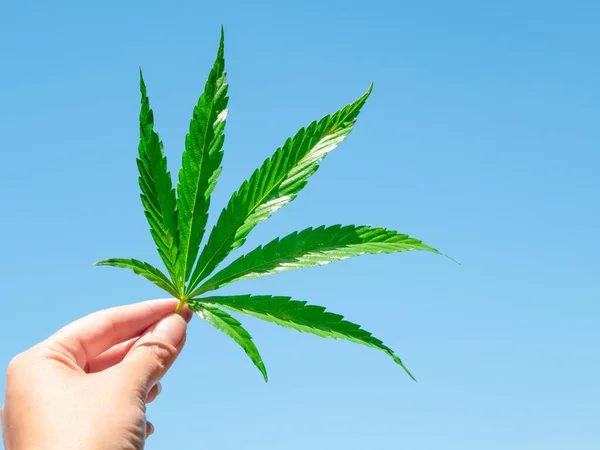 Grön Cannabis Löv Handen Mot Blå Ljus Himmel — Stockfoto