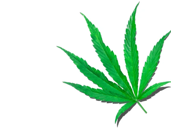 Foglia Cannabis Verde Isolata Sul Bianco Vicino — Foto Stock