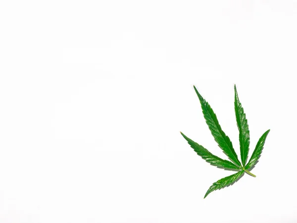 Foglia Cannabis Verde Isolata Primo Piano Bianco — Foto Stock