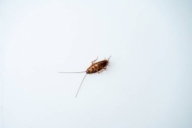 Beyaz mutfak masasında hamamböceği