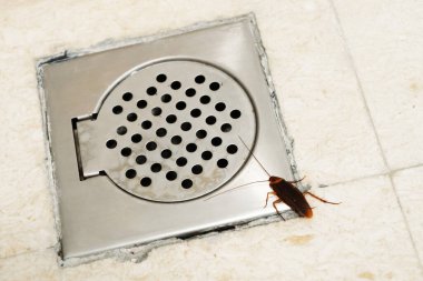 Lavabonun yanındaki banyoda hamamböceği var. Böceklerin sorunu. Hamamböcekleri kanalizasyona tırmanıyor.