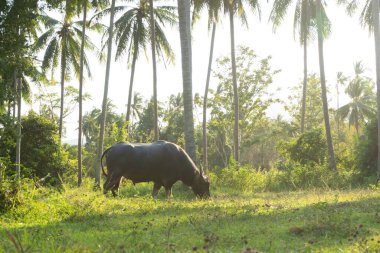 Büyük boynuzlu bir bufalo yeşil bir tropikal ormanda çimlerde otluyor.