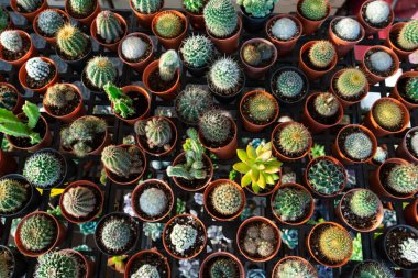 Çiçekli kaktüslü küçük dekoratif kaplar. Yukarıdan bak. Taze çiçeklerle süslenmiş. Ev Çiçekleri.