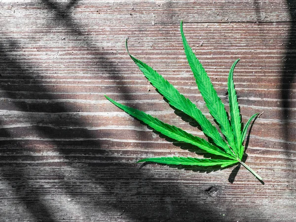 Hoja Cáñamo Verde Una Mesa Madera — Foto de Stock