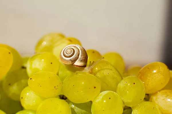 Primer Plano Pequeño Caracol Arrastrándose Sobre Las Uvas Quiche Mish —  Fotos de Stock