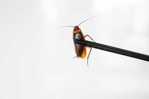 Holds a cockroach with Chinese chopsticks. Insects as food. Exotic weird food concept