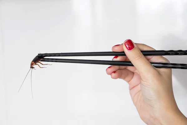 Holds a cockroach with Chinese chopsticks. Insects as food. Exotic weird food concept