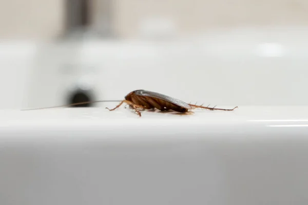 Κατσαρίδα Στο Μπάνιο Στο Νεροχύτη Πρόβλημα Έντομα — Φωτογραφία Αρχείου