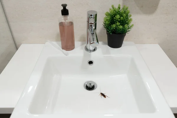 洗面台のバスルームでのゴキブリ 昆虫の問題 — ストック写真