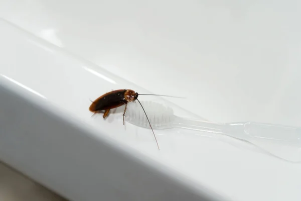 Kackerlacka Badrummet Handfatet Problemet Med Insekter — Stockfoto