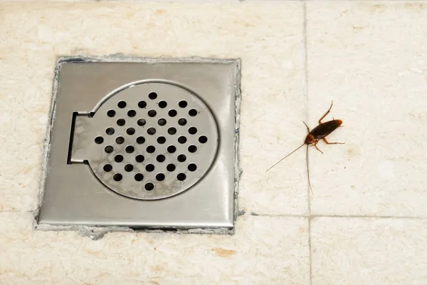 Κατσαρίδα Στο Μπάνιο Κοντά Στην Αποχέτευση Πρόβλημα Έντομα Κατσαρίδες Σκαρφαλώνουν — Φωτογραφία Αρχείου