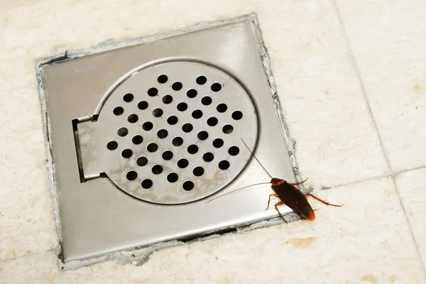 Cockroach Bathroom Drain Hole Problem Insects Cockroaches Climb Sewers — Stock Photo, Image