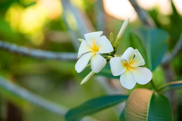 Ανθισμένο Λευκό Λουλούδι Frangipani Έναν Τροπικό Κήπο — Φωτογραφία Αρχείου