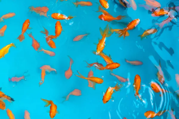 Barevné Tropické Ryby Dekorativním Jezírku Pomerančová Dekorativní Ryba Modrém Pozadí — Stock fotografie