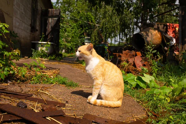 Köydeki Evin Avlusunda Kırmızı Kedi Var Kızıl Kedi Yazın Dışarıda — Stok fotoğraf