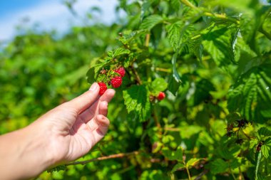 Parlak güneşli bir yaz gününde, yeşil bir çalılıktan kırmızı ahududu toplayan bir kız..