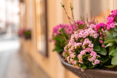 Pencerede çiçek açmış. Eski Prag 'ın atmosferi