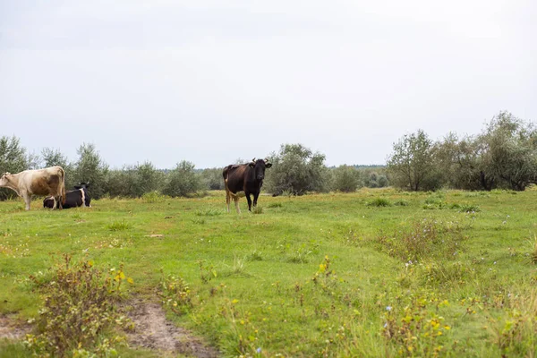 Vacas Rurais Pastam Prado Verde Vida Rural Animais País Agrícola — Fotografia de Stock