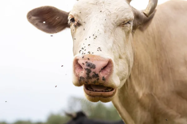 Wiejskie Krowy Pasą Się Zielonej Łące Życie Wsi Zwierzęta Kraj — Zdjęcie stockowe