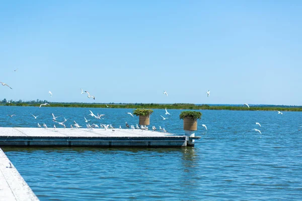 Muelle Orilla Del Río Una Gran Bandada Gaviotas Día Verano — Foto de Stock