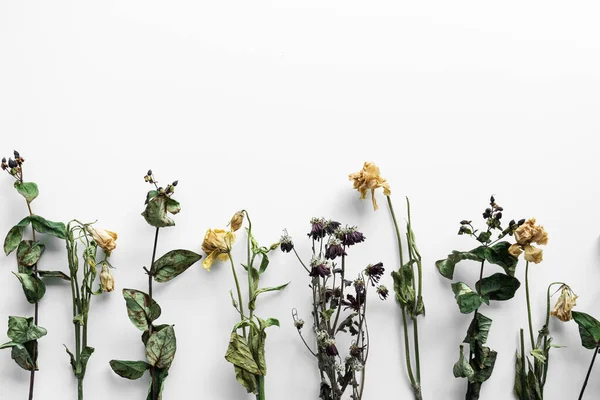 Bouquet of wilted flowers on a white background.