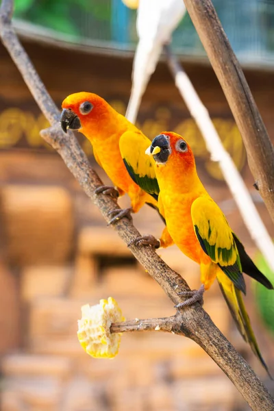 Párek Hrdliček Jasně Oranžový Papoušek Pojídající Kukuřici Pozorování Ptáků — Stock fotografie