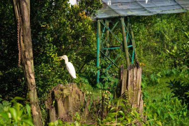 Küçük beyaz balıkçıl yiyecek aramak için parkta yürür..