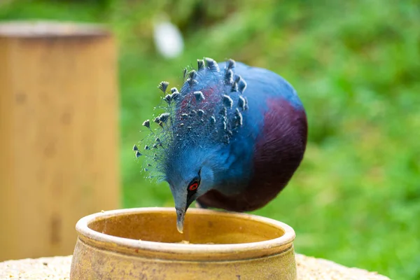 Porumbelul Neobișnuit Încoronat Într Parc Verde Mănâncă Dintr Jgheab Hrănire — Fotografie, imagine de stoc