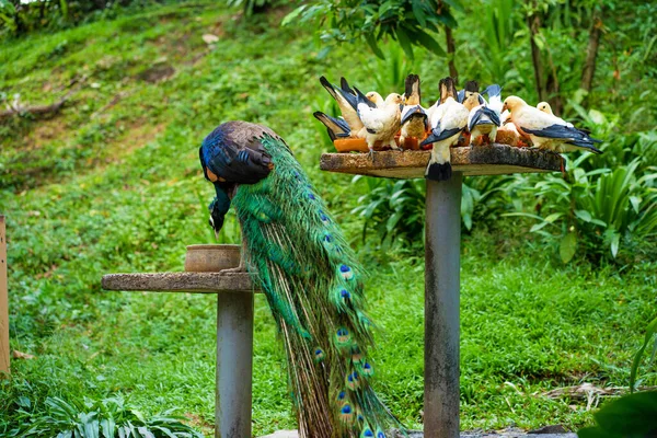 Páva Galambok Egy Madáretetőből Esznek Egy Madárparkban Madármegfigyelés — Stock Fotó