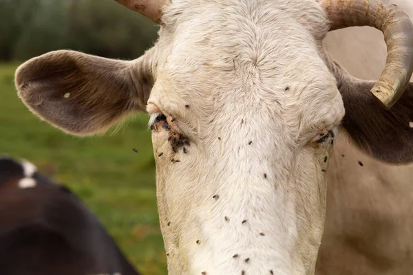 Portrait Une Vache Attaquée Par Des Mouches — Photo