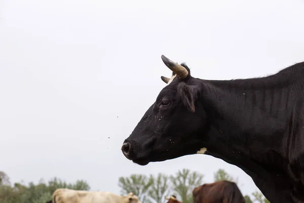 Venkovské Krávy Pasou Zelené Louce Venkovský Život Zvířata Zemědělská Země — Stock fotografie