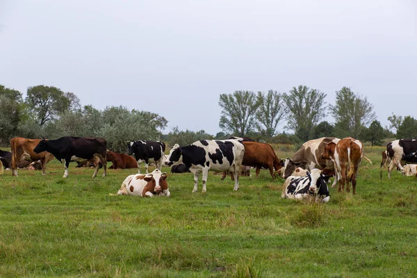 Kırsal Inekler Yeşil Bir Çayırda Otlar Kırsal Yaşam Hayvanlar Tarımsal — Stok fotoğraf