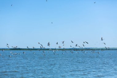 Bir martı sürüsü nehirde balık avlar..