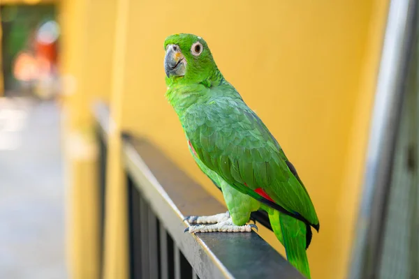 Jogos de acasalamento rainbow lorikeet. um papagaio desbotado gruda em uma  fêmea