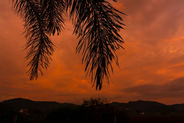 Silhouettata Una Palma Sullo Sfondo Insolito Rosso Fuoco Tramonto Tropicale — Foto Stock