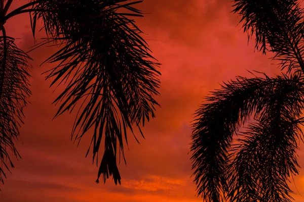 Siluetado Por Una Palmera Fondo Una Inusual Puesta Sol Tropical — Foto de Stock