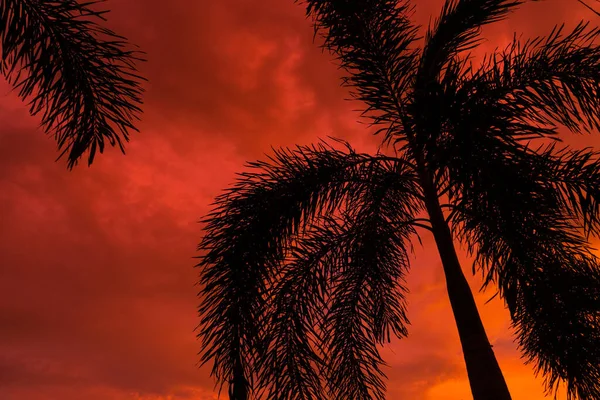 Silhouette Par Palmier Sur Fond Coucher Soleil Tropical Rouge Flamboyant — Photo