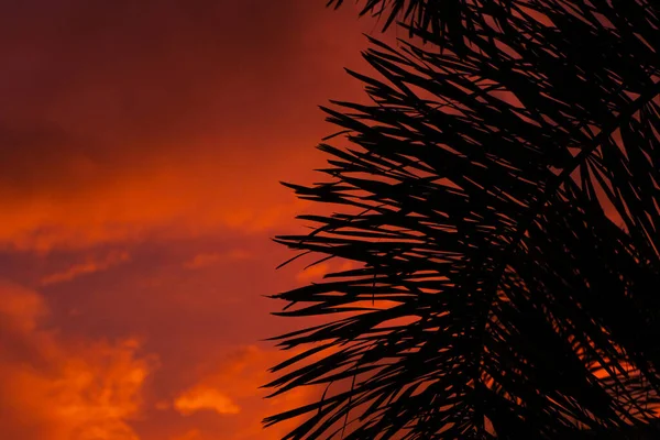 Silhouette Par Palmier Sur Fond Coucher Soleil Tropical Rouge Flamboyant — Photo