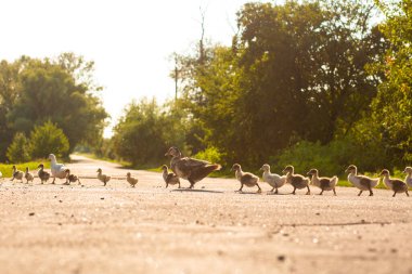 Bir ördek yavrusunu yolun karşısına geçirir. Küçük ördekli anne ördek