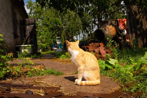 Red cat in the courtyard of the house in the village. Red cat walks summer outdoors.