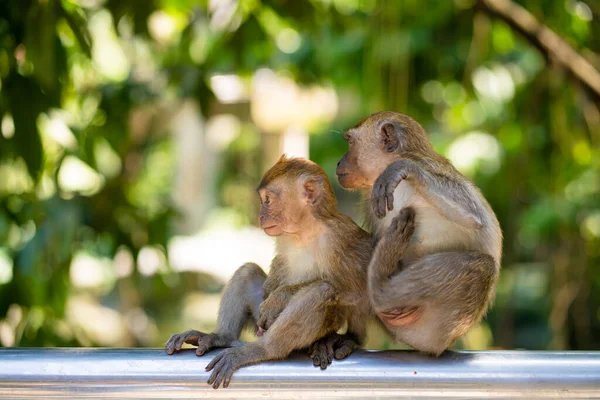 Twee Kleine Apen Knuffelen Terwijl Een Hek Zitten — Stockfoto