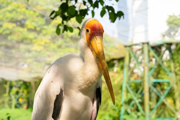 Milk Stork Sits Close Portrait Stork Sits Tree — Stock Photo, Image