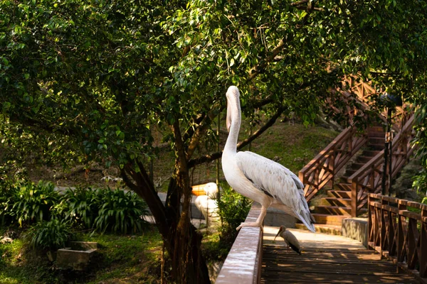 Der Vogelpark Lebende Weiße Pelikan Sitzt Auf Dem Geländer Der — Stockfoto